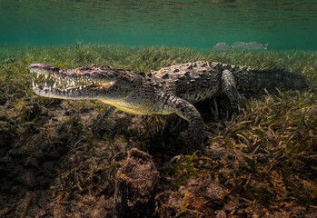 Cuban crocodile (Crocodylus rhombifer) resting on the sea grass floor in a Mangrove swamp. The teeth are very visible.
