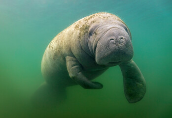Eye level with a Florida Manatee (Trichechus) photographed underwater.