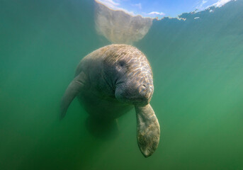 Eye level with a Florida Manatee (Trichechus) photographed underwater.