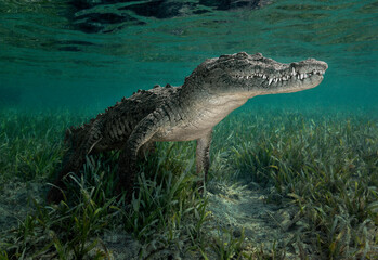 Cuban crocodile (Crocodylus rhombifer) resting on the sea grass floor in a Mangrove swamp. The teeth are very visible.