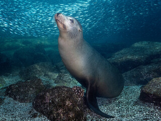 Sea lions (Otariinae) photographed underwater..