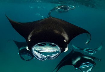 Reef Manta Rays (Mobula alfredi) feeding on plankton in the Maldives.