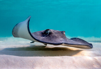 Eye level with a Southern Stingray (Hypanus americanus), shadow visible on the sandy seafloor and surface waves visible above. Bar jack fish just to the rear.