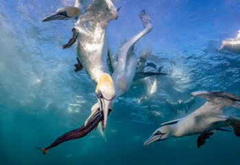 Eye level with diving Northern gannets (Morus bassanus) taking Mackerel (Scomber scombrus) underwater. 