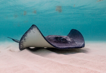 Eye level with a Southern Stingray (Hypanus americanus), shadow visible on the sandy seafloor and surface waves visible above. Bar jack fish just to the rear.