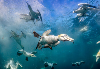 Eye level with diving Northern gannets (Morus bassanus) taking Mackerel (Scomber scombrus) underwater. 