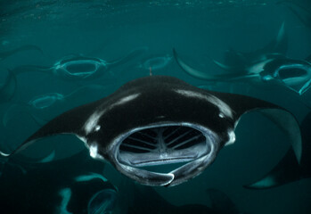 Reef Manta Rays (Mobula alfredi) feeding on plankton in the Maldives.