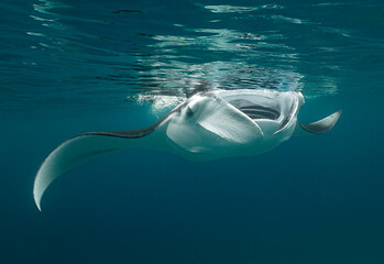 Reef Manta Rays (Mobula alfredi) feeding on plankton in the Maldives.