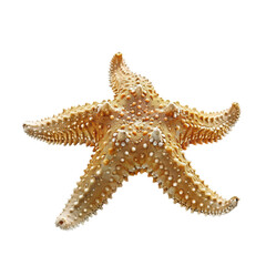 Starfish Isolated on White Background Ultra HD Isolated on Transparent or White Background, PNG