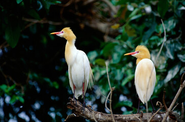 Cattle Egret pair bubulcus ibis