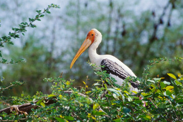 Fototapeta premium Birds, Painted stork pair mycteria leucocephala