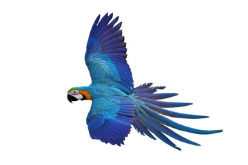 Colorful flying Blue and Gold Macaw parrot isolated on transparent background png file