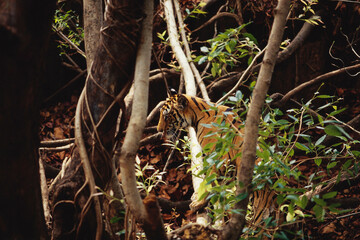 Tiger on tree, Bandhavgarh national park, Madhya Pradesh, India