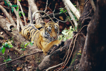 Tiger hiding, Bandhavgarh national park, Madhya Pradesh, India