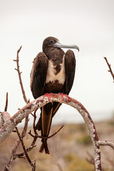 frigatebird standing branch looking at you galapagos islands