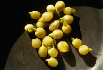 mahua fruits, Madhuca longifolia