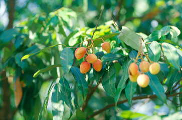 lychee fruit tree, Litchi chinensis , soapberry