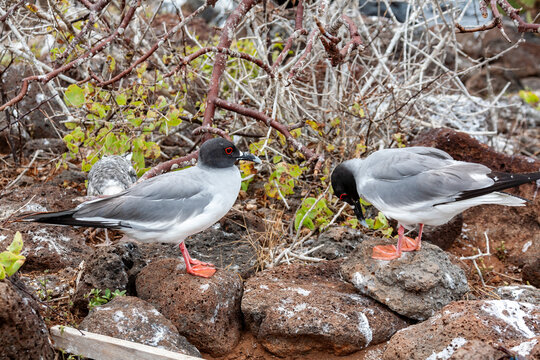 two swallow tailed gull on rocks galapagos islands
