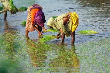 indian women planting rice seedlings in paddy field, India