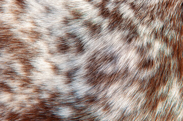 Beautiful spotted fur close-up. Texture of brown animal wool. Dog fur.