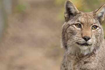 portrait of a lynx with a place for an inscription, lynx, lynx, lynx detaching its head, wild cat,...