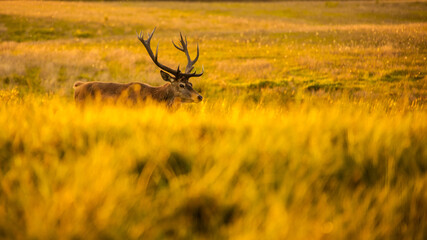 red deer with impressive antlers walking in a grassy meadow during golden hour, cervus elaphus, meadow, grass, golden hour, antlers, hunting, deer, game, deer in the field, real photo