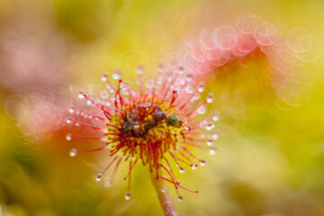 insect caught in a sundew trap leaf, drosera rotundifolia, insectivorous plant eating an insect, close-up, macro, real photo