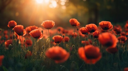 Obraz premium Poppies in the Golden Hour