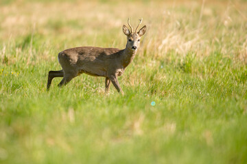 roe deer, roebuck, capreolus capreolus, meadow, bright sun, in transitional coat