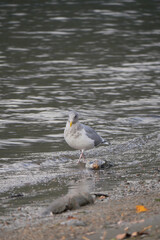 Seagull at Kilby Park Campground during a fall season in Harrison Mills, British Columbia, Canada