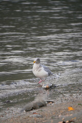 Seagull at Kilby Park Campground during a fall season in Harrison Mills, British Columbia, Canada