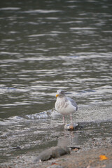 Seagull at Kilby Park Campground during a fall season in Harrison Mills, British Columbia, Canada