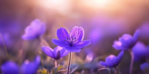 Selective and soft focus on a purple flower, showcasing the beauty of a flowering purple flower in a vibrant meadow, highlights the charm of nature during springtime.
