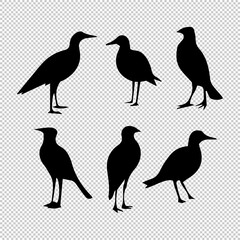Obraz premium Black bird transparent image.