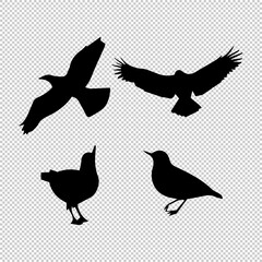 Obraz premium Flying bird silhouette transparent image