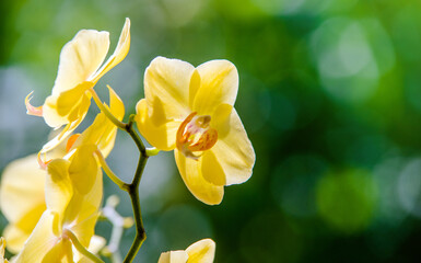 yellow Orchid branch on green natural background
