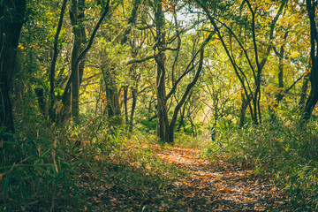 Fototapeta premium 森の中の道