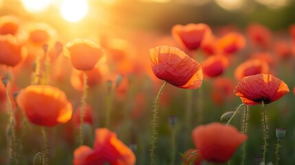Fototapeta premium Poppy Field at Sunset: A Warm and Vibrant Display