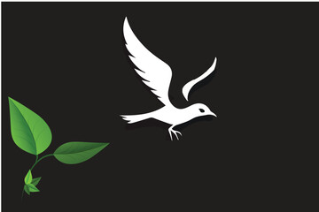 A white bird with a black background