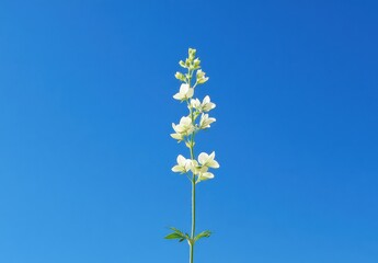 Delicate White Flower on a Stem Reaching Towards a Bright Blue Sky Under the Warm Sunlight, Representing Nature's Beauty and Serenity