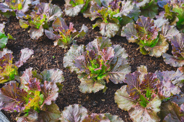 Fresh organic lettuce in a rural greenhouse. Rows of lettuce seedlings. Lettuce ready to pick for a fresh summer salad. Salad plants in greenhouse with automatic irrigation watering system.