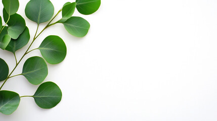 Obraz premium A fresh green eucalyptus branch on a clean white background, symbolizing nature and calm.