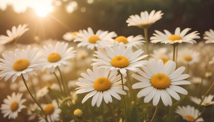 Fototapeta premium Flores de margaritas blancas sobre un fondo suave y de tonos cálidos