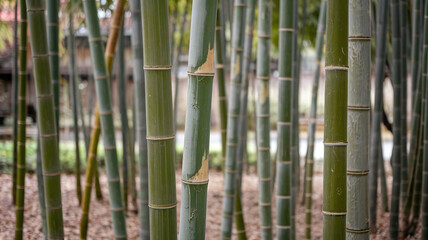 Obraz premium Close-up view of a serene bamboo grove featuring tall green bamboo stalks with natural texture, creating a tranquil atmosphere perfect for nature, zen, and eco-themed designs. 