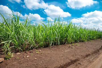 Sugar cane plantation with blue sky background. Sugar cane plantation growing up.