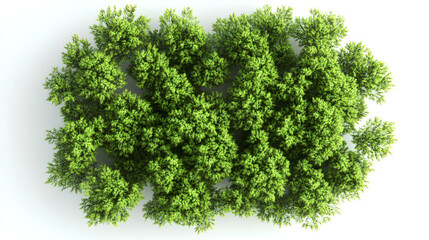 Fototapeta premium New zealand hair sedge trees shape top view cut out white
