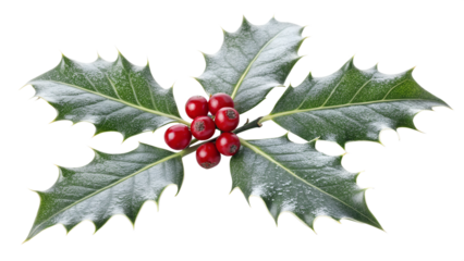 Close-up of holly leaves with red berries on a white background.
