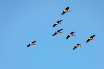 A flock of wild geese flying through sky. Aerial view of geese in flight, calm atmosphere, clear blue sky, minimalistic composition, natural migration scene emphasizing freedom and movement