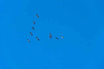 A flock of wild geese flying through sky. Aerial view of geese in flight, calm atmosphere, clear blue sky, minimalistic composition, natural migration scene emphasizing freedom and movement