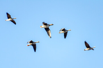 A flock of wild geese flying through sky. Aerial view of geese in flight, calm atmosphere, clear...